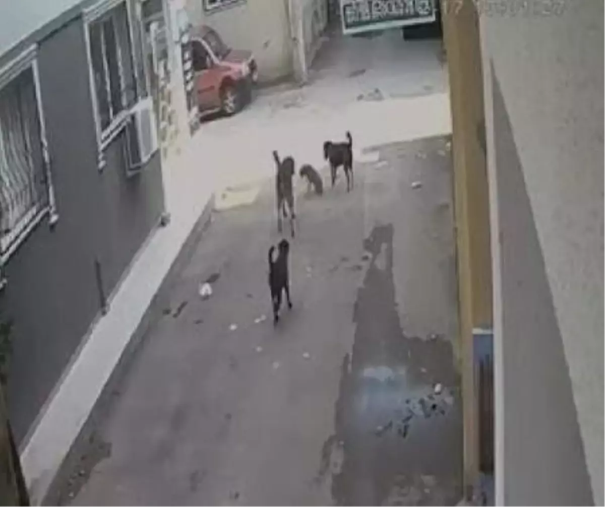 Taksinin üzerinden geçtiği yavru köpeğin çığlıkları yürek sızlattı