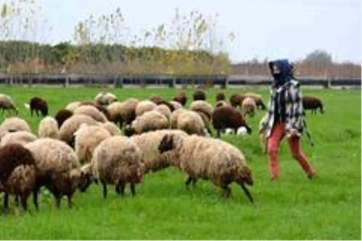 Tohumlar yeşerdi, hayvanlar otlamaya başladı