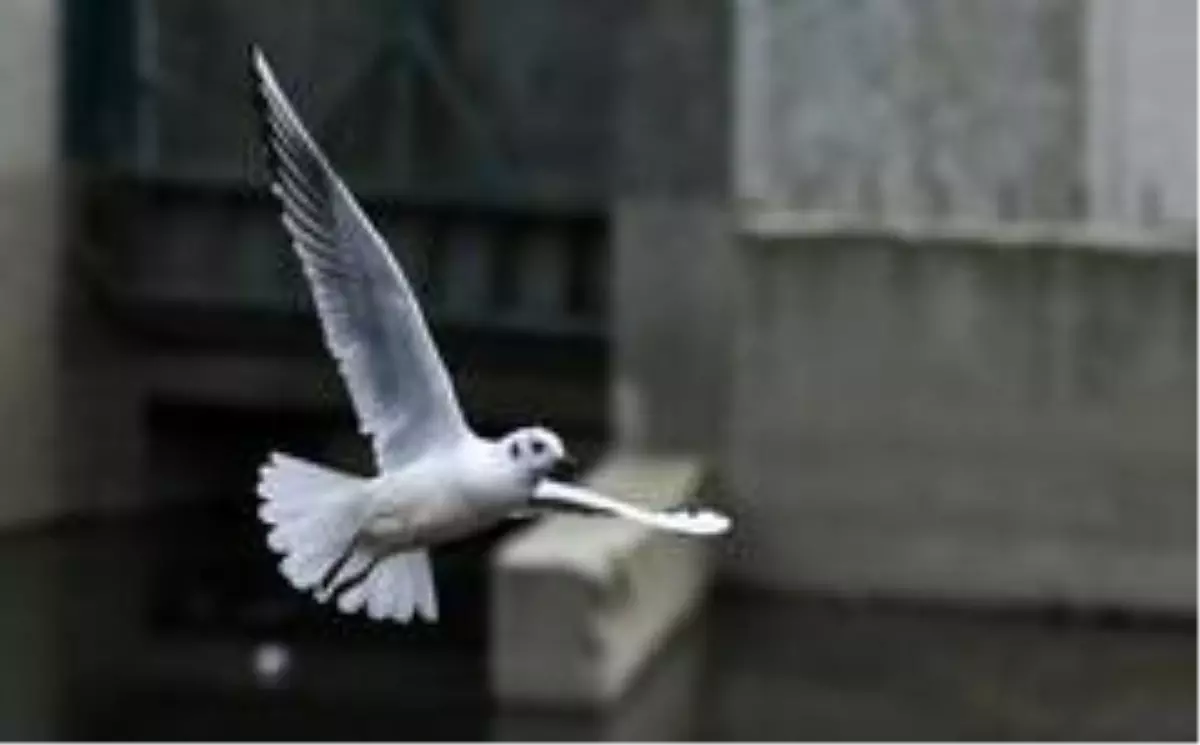 Başkent Ankara'nın martıları