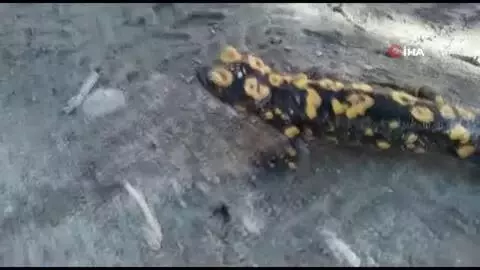 Diyarbakır'da nesli tükenme tehlikesi altında olan 'Türk semenderi' görüldü