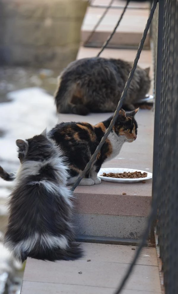 Erzurumlu gençler, sokak hayvanları için yiyecek bıraktı