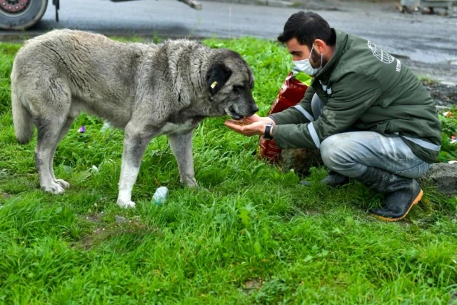 Esenyurt Belediyesi hayvan dostlarını unutmuyor