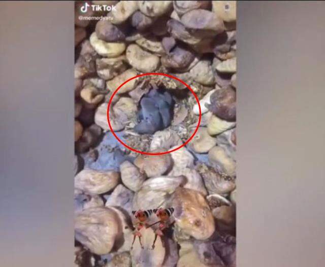 Sosyal medya bu görüntülerle çalkalandı! Farelerle dolu kuru incir deposu