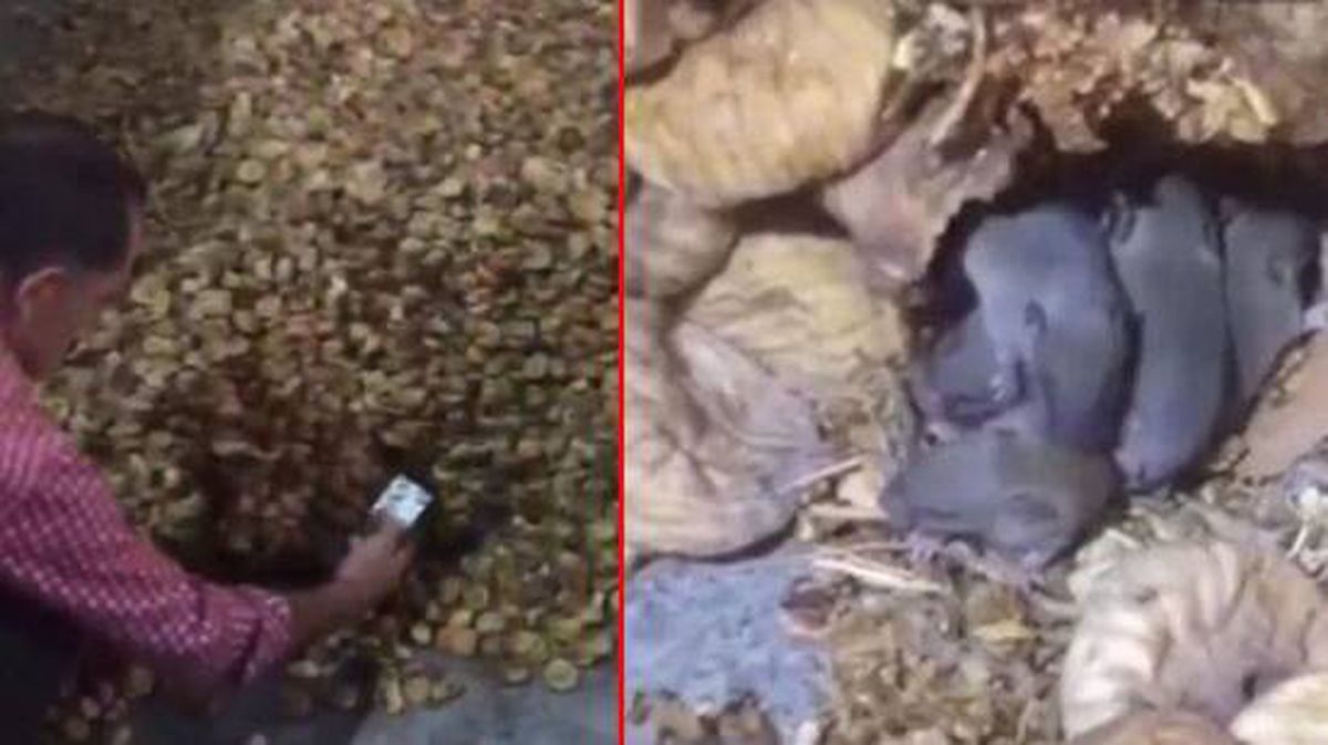 Sosyal medya bu görüntülerle çalkalanıyor! Farelerle dolu kuru incir deposu mide bulandırdı