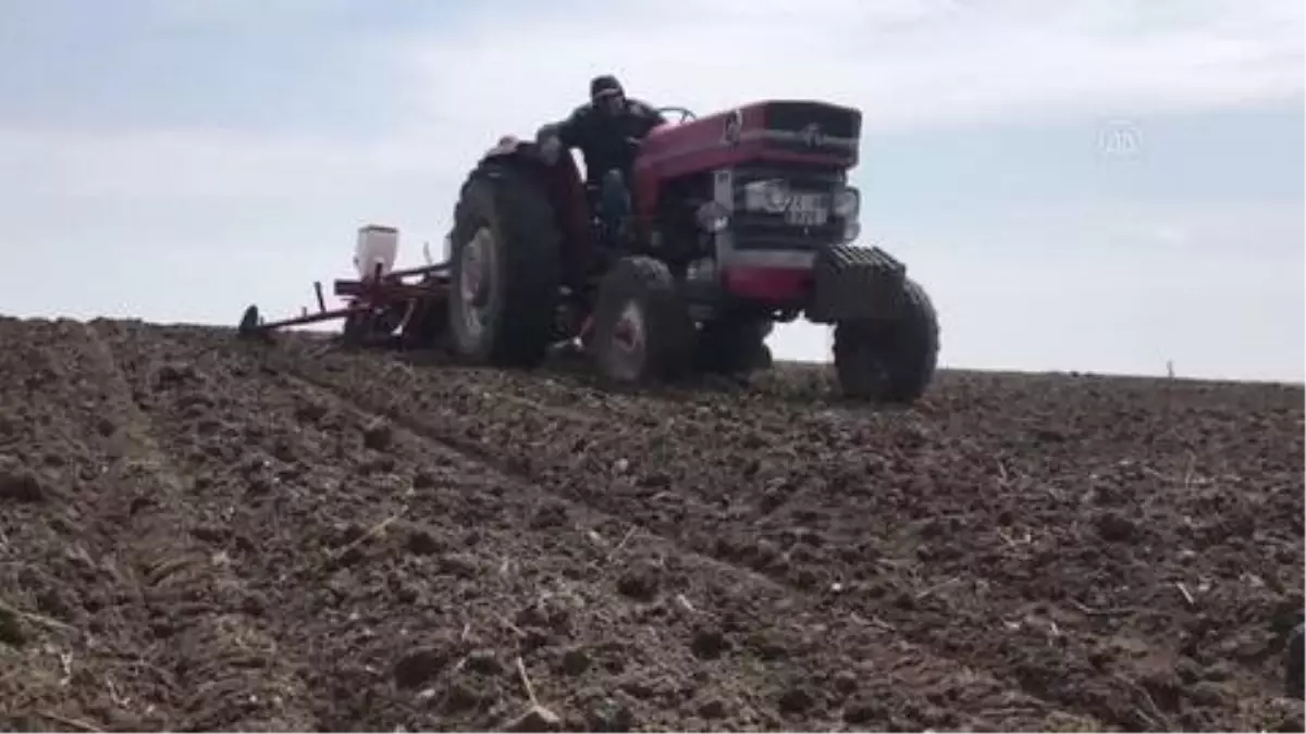 Trakya'daki kuraklık ayçiçeği verimini düşürdü