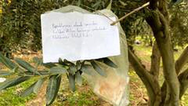 Zeytin ağacında buldukları not ve para şok etti: Ailem koronaya yakalandı, yapraklarınızı almak zorunda kaldım