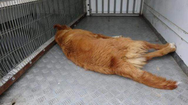 Balkona bağlanan köpek, ipe asılı halde ölü bulundu