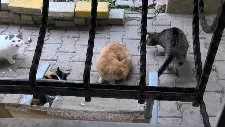 BEYLİKDÜZÜ'NDE EVİNDE 30, BAHÇE VE YOLLARDA 170 KEDİYE BAKIYOR