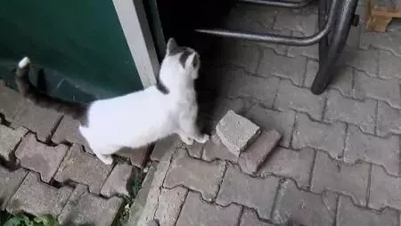 BEYLİKDÜZÜ'NDE EVİNDE 30, BAHÇE VE YOLLARDA 170 KEDİYE BAKIYOR