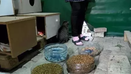 BEYLİKDÜZÜ'NDE EVİNDE 30, BAHÇE VE YOLLARDA 170 KEDİYE BAKIYOR