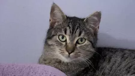 BEYLİKDÜZÜ'NDE EVİNDE 30, BAHÇE VE YOLLARDA 170 KEDİYE BAKIYOR