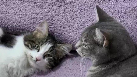 BEYLİKDÜZÜ'NDE EVİNDE 30, BAHÇE VE YOLLARDA 170 KEDİYE BAKIYOR