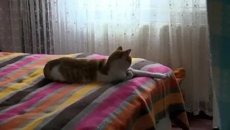 BEYLİKDÜZÜ'NDE EVİNDE 30, BAHÇE VE YOLLARDA 170 KEDİYE BAKIYOR