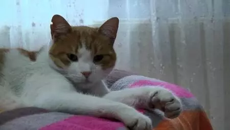 BEYLİKDÜZÜ'NDE EVİNDE 30, BAHÇE VE YOLLARDA 170 KEDİYE BAKIYOR