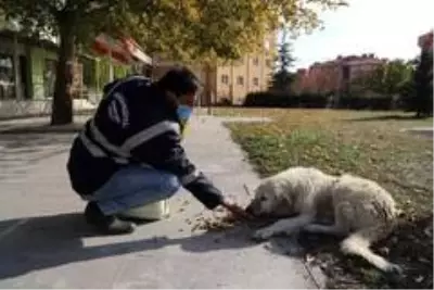 Erzincan'da sokak hayvanlarına yem bırakıldı