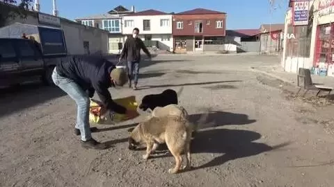 Erzincan'da sokak hayvanlarına yem bırakıldı