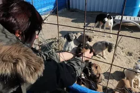 Kısıtlamaya rağmen sokak hayvanlarının bakımını aksatmıyorlar Kısıtlamaya rağmen sokak hayvanlarının bakımını aksatmıyorlar
