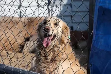 Kısıtlamaya rağmen sokak hayvanlarının bakımını aksatmıyorlar Kısıtlamaya rağmen sokak hayvanlarının bakımını aksatmıyorlar