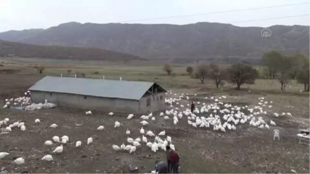 Son dakika haberleri | Bingöllü hindi üreticisi, salgına rağmen yeni yıldan umutlu