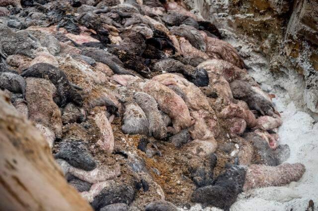 Danimarka'yı mutasyon korkusu sardı! Milyonlarca vizon toprak altından çıkarılıp yakılacak Danimarka'yı mutasyon korkusu sardı! Milyonlarca vizon toprak altından çıkarılıp yakılacak