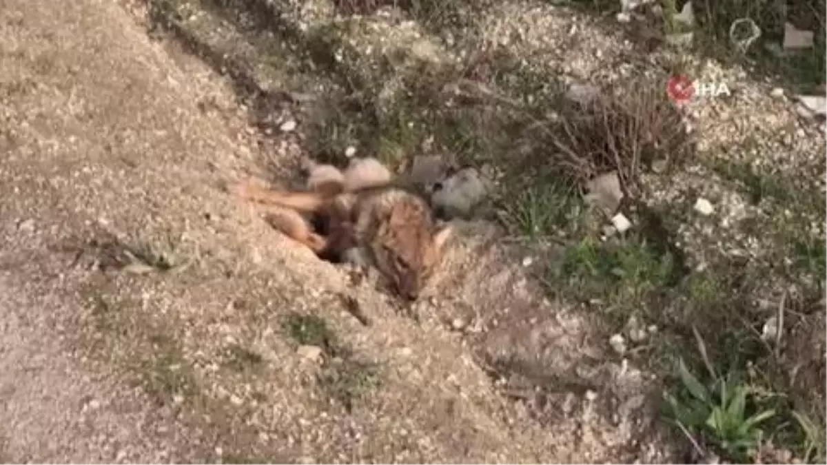 Hatay'da yol kenarında yaralı tilki bulundu