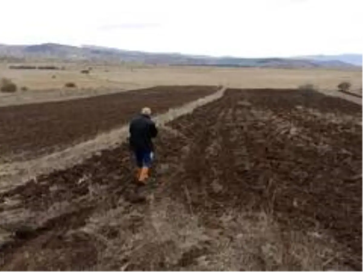 Ordu'da siyez rekoru