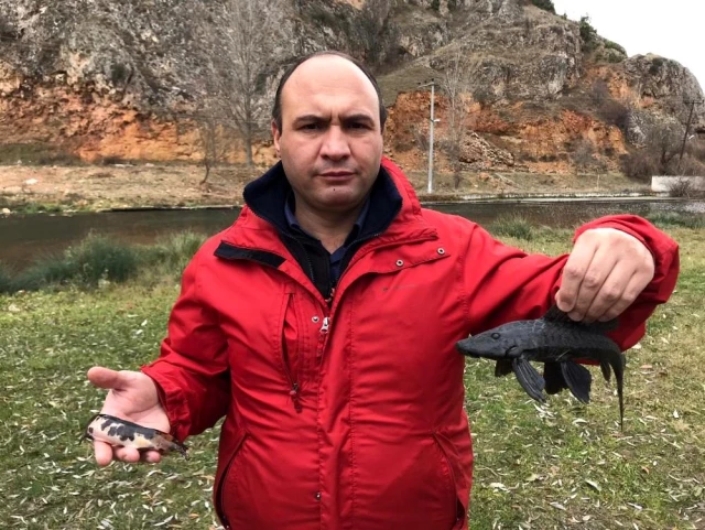 İstilacı balıklar Eskişehir'de görüldü! Önlem alınmazsa doğaya ve canlılara zarar verecek