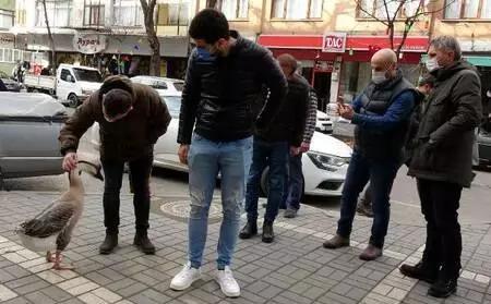 Beslediği kazla sokaklarda geziyor Beslediği kazla sokaklarda geziyor