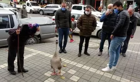 Beslediği kazla sokaklarda geziyor Beslediği kazla sokaklarda geziyor