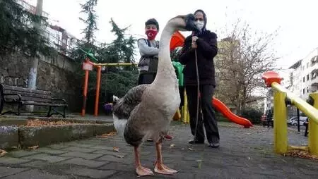 Beslediği kazla sokaklarda geziyor Beslediği kazla sokaklarda geziyor