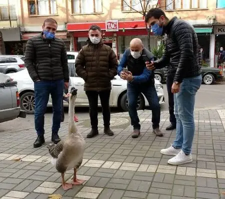 Beslediği kazla sokaklarda geziyor Beslediği kazla sokaklarda geziyor