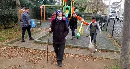 Beslediği kazla sokaklarda geziyor Beslediği kazla sokaklarda geziyor