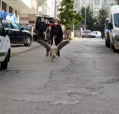 Beslediği kazla sokaklarda geziyor Beslediği kazla sokaklarda geziyor