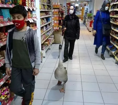 Beslediği kazla sokaklarda geziyor Beslediği kazla sokaklarda geziyor