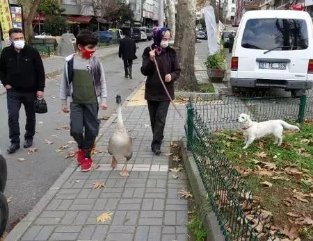 Beslediği kazla sokaklarda geziyor Beslediği kazla sokaklarda geziyor