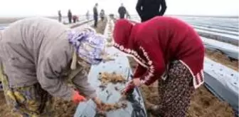 Bismil Belediyesi kadınlara yönelik iş ortamı oluşturmak adına 'Çilek Okulu' açtı