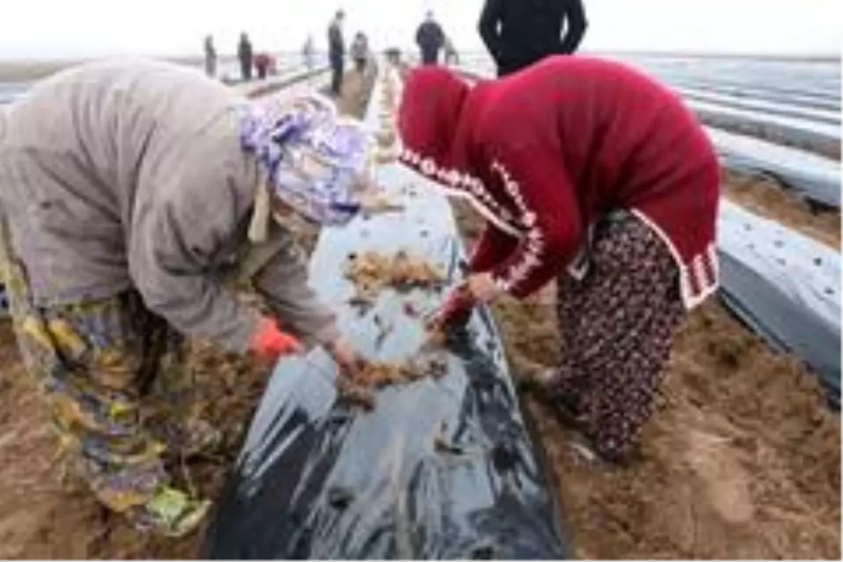 Bismil Belediyesi kadınlara yönelik iş ortamı oluşturmak adına 'Çilek Okulu' açtı