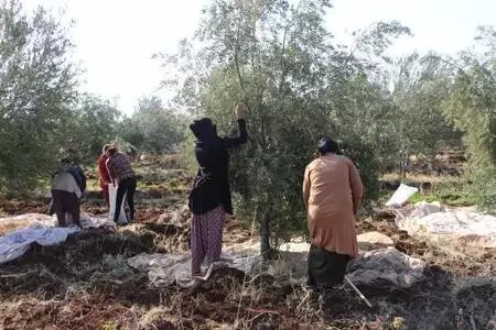 Devlet desteğiyle kurduğu bahçede yetiştirdiği zeytinin hasadına başladı Devlet desteğiyle kurduğu bahçede yetiştirdiği zeytinin hasadına başladı