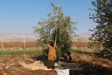 Devlet desteğiyle kurduğu bahçede yetiştirdiği zeytinin hasadına başladı Devlet desteğiyle kurduğu bahçede yetiştirdiği zeytinin hasadına başladı
