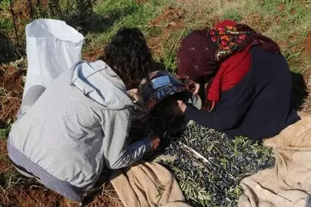 Devlet desteğiyle kurduğu bahçede yetiştirdiği zeytinin hasadına başladı Devlet desteğiyle kurduğu bahçede yetiştirdiği zeytinin hasadına başladı