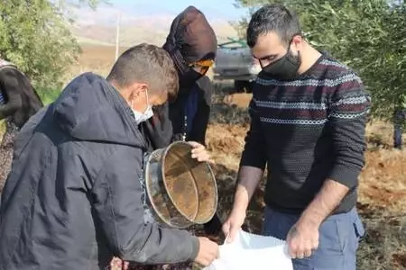 Devlet desteğiyle kurduğu bahçede yetiştirdiği zeytinin hasadına başladı Devlet desteğiyle kurduğu bahçede yetiştirdiği zeytinin hasadına başladı