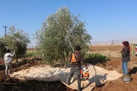 Devlet desteğiyle kurduğu bahçede yetiştirdiği zeytinin hasadına başladı Devlet desteğiyle kurduğu bahçede yetiştirdiği zeytinin hasadına başladı