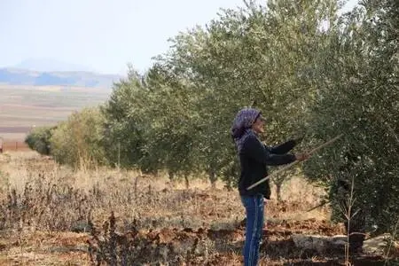 Devlet desteğiyle kurduğu bahçede yetiştirdiği zeytinin hasadına başladı Devlet desteğiyle kurduğu bahçede yetiştirdiği zeytinin hasadına başladı