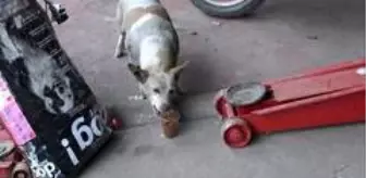 Edirne sanayisinin istifçi 'Pati'si