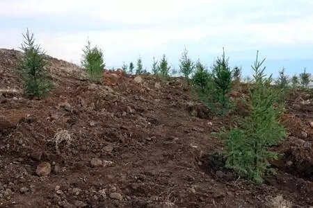 Erciş'te 1742 fidan toprakla buluşturuldu Erciş'te 1742 fidan toprakla buluşturuldu