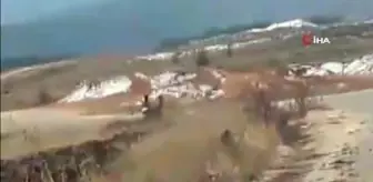 Geyik sürüsü yerleşim alanı yakınlarında görüntülendi