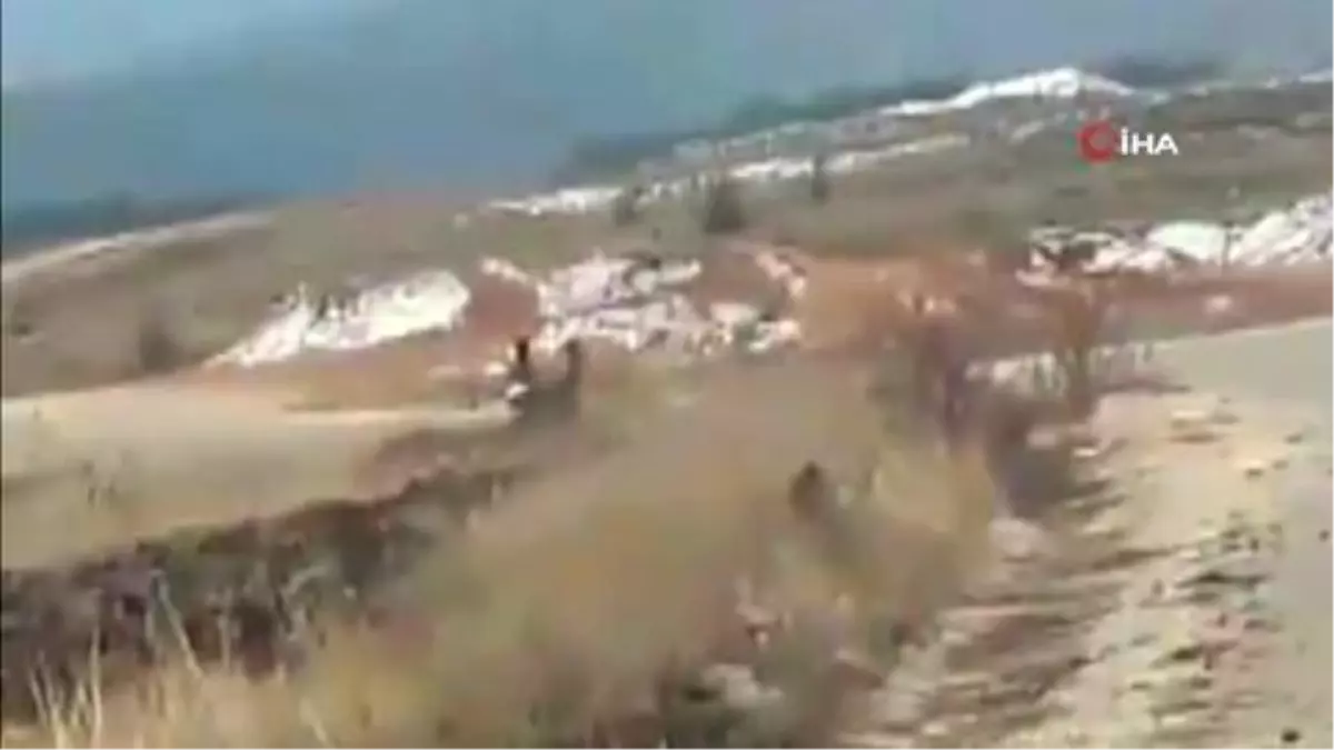 Geyik sürüsü yerleşim alanı yakınlarında görüntülendi
