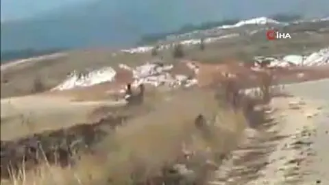 - Geyik sürüsü yerleşim alanı yakınlarında görüntülendi - Geyik sürüsü yerleşim alanı yakınlarında görüntülendi