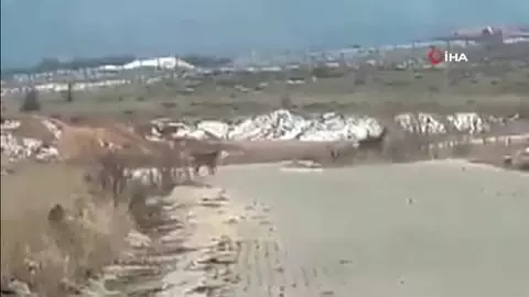 - Geyik sürüsü yerleşim alanı yakınlarında görüntülendi - Geyik sürüsü yerleşim alanı yakınlarında görüntülendi