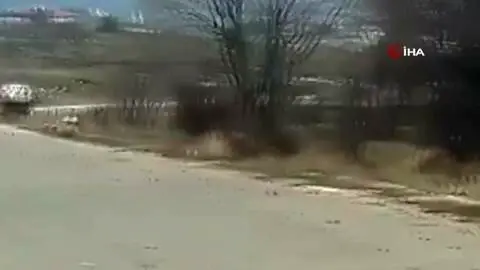 - Geyik sürüsü yerleşim alanı yakınlarında görüntülendi - Geyik sürüsü yerleşim alanı yakınlarında görüntülendi